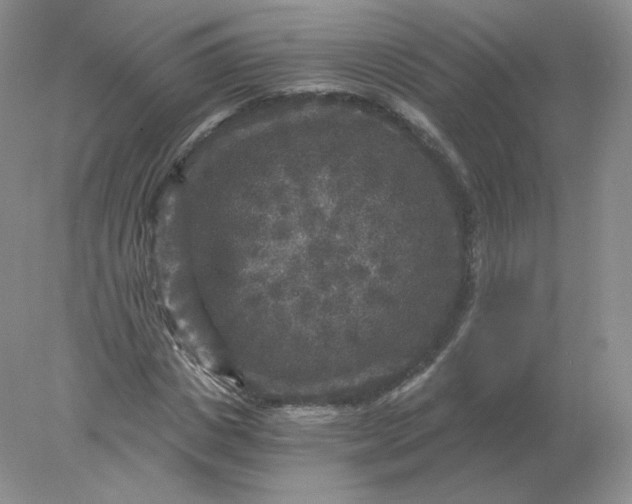 X0000078300825200611172146