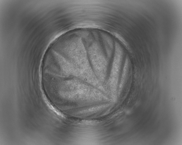 X0000078300840200611172146