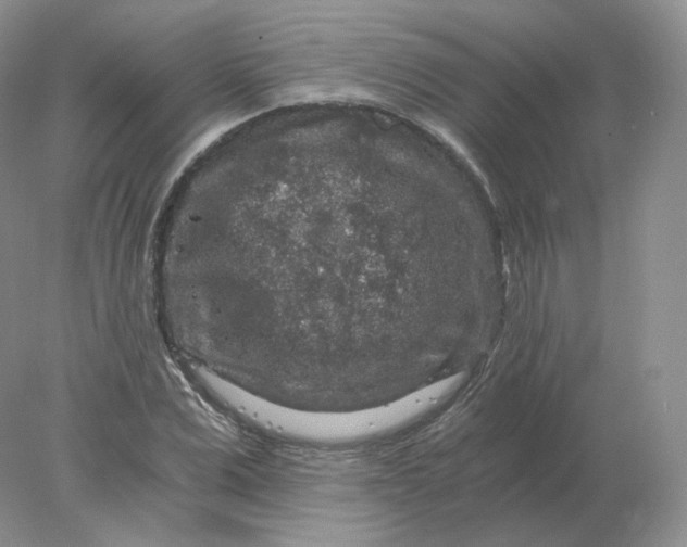 X0000078300975200611172144