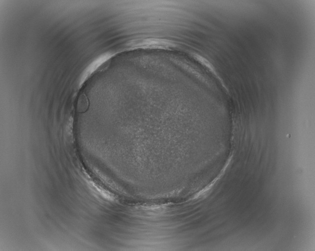 X0000078301066200611172142