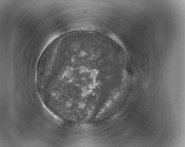 X0000078301095200611172142