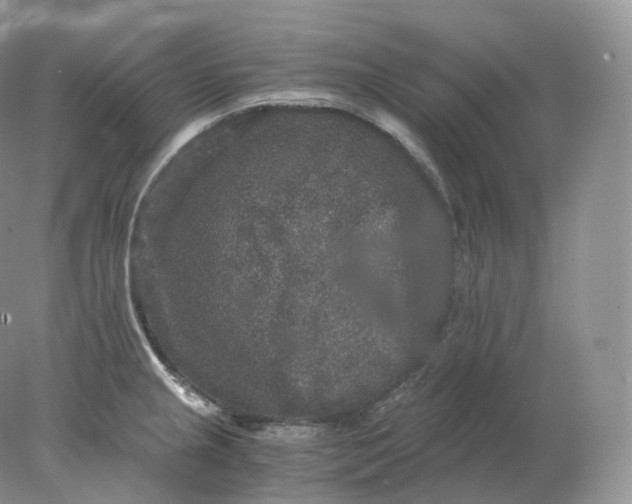 X0000078301237200611172140