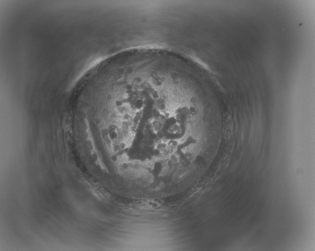 X0000078301255200611172139