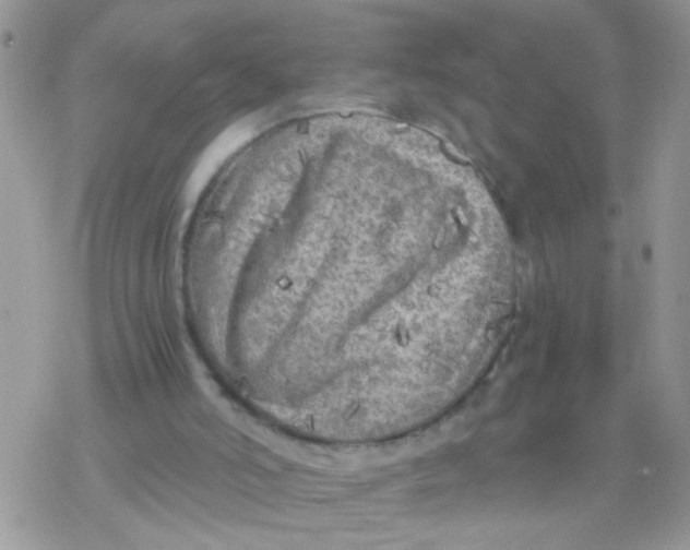 X0000078300006200611251520