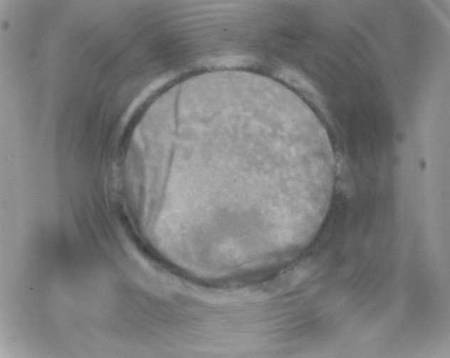 X0000078300012200611251520