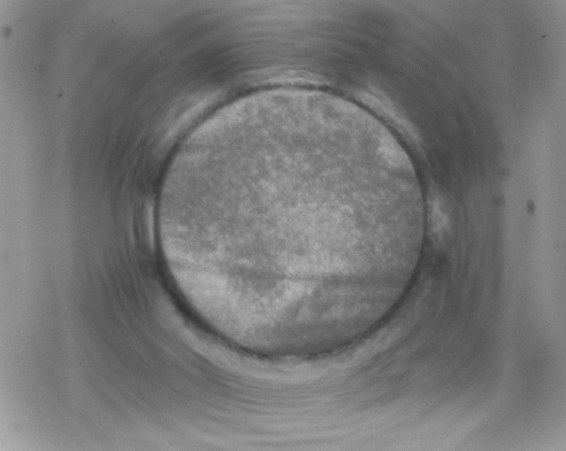 X0000078300014200611251520