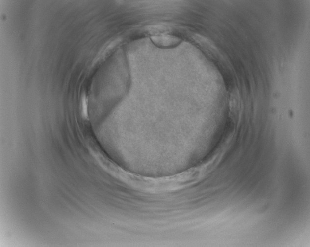 X0000078300046200611251519