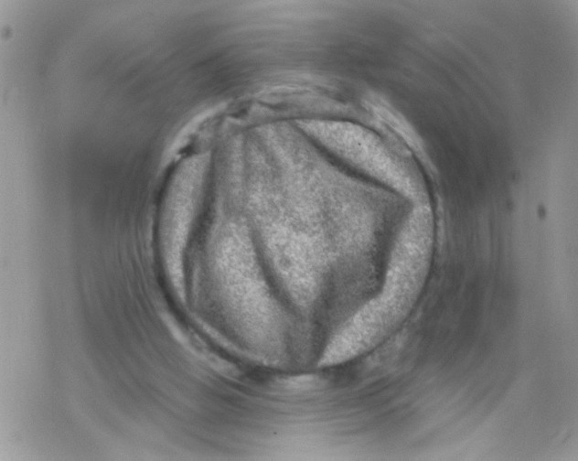 X0000078300058200611251519