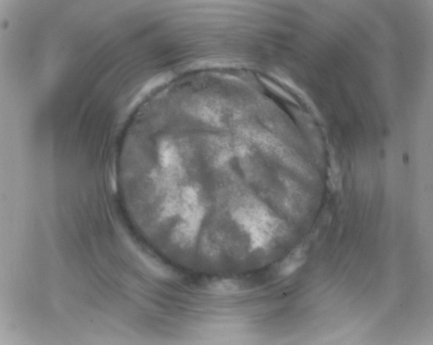 X0000078300062200611251519