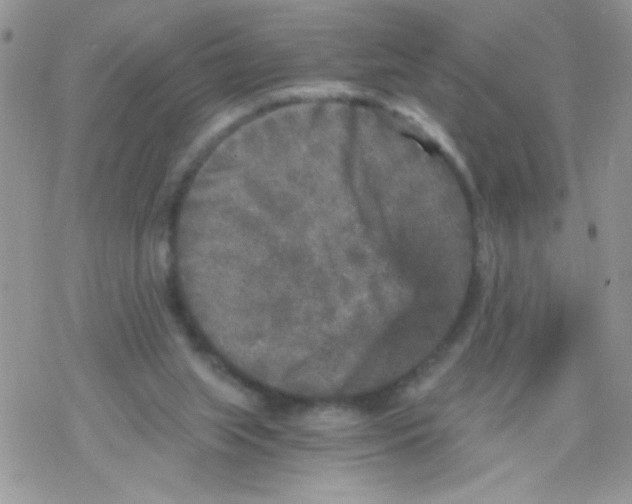 X0000078300063200611251519