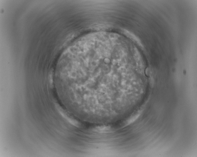 X0000078300065200611251519