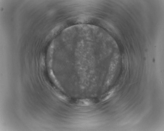 X0000078300127200611251518