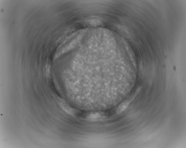 X0000078300177200611251517