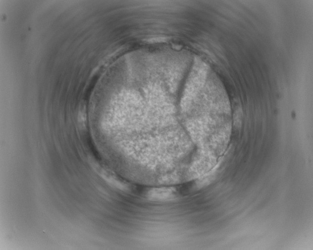 X0000078300179200611251517