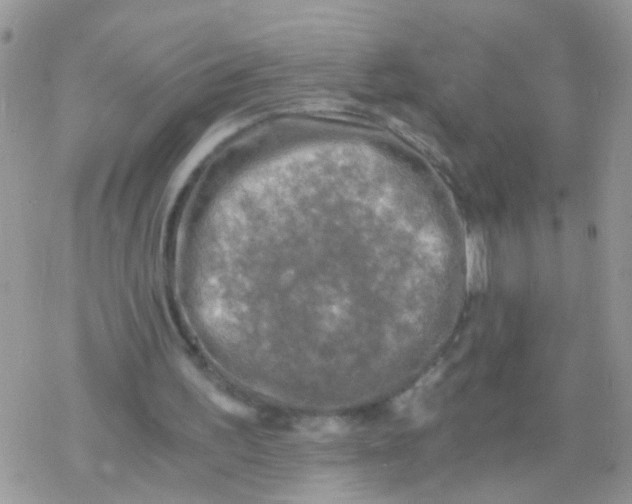 X0000078300195200611251517