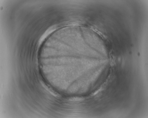 X0000078300198200611251517