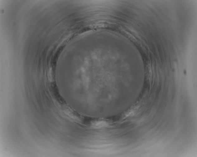 X0000078300224200611251516