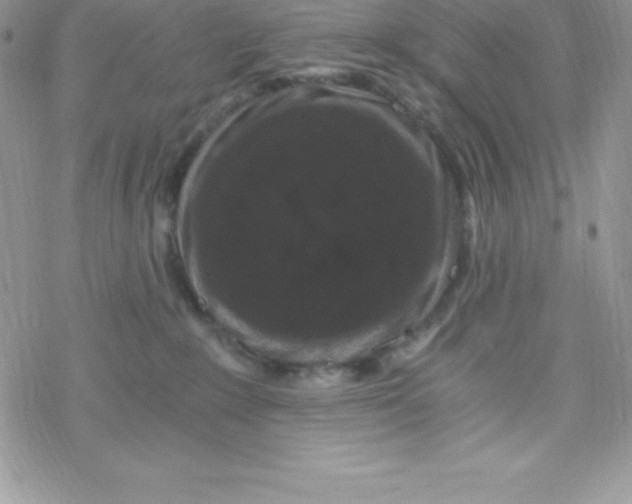 X0000078300235200611251516