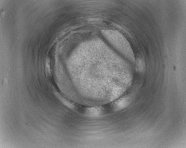 X0000078300238200611251516