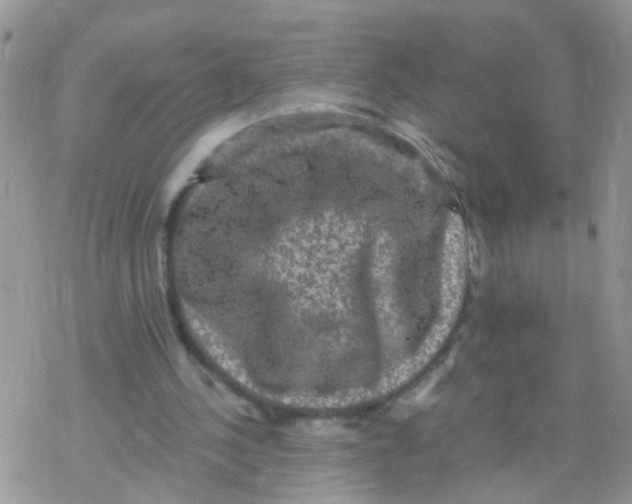 X0000078300244200611251515