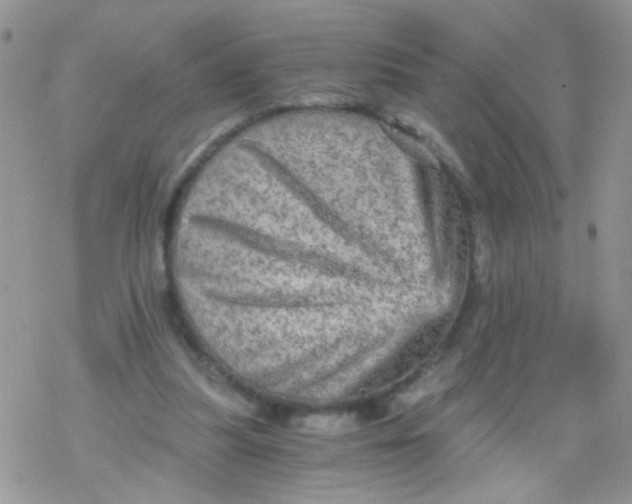 X0000078300251200611251515