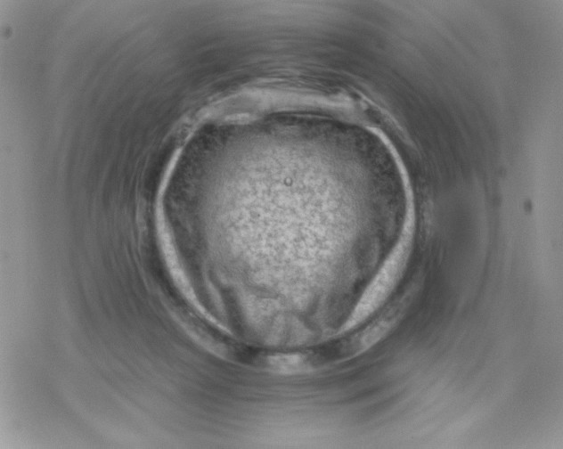 X0000078300265200611251516