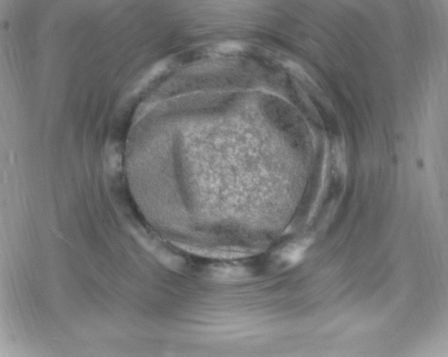 X0000078300284200611251516