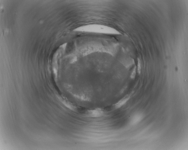 X0000078300286200611251516