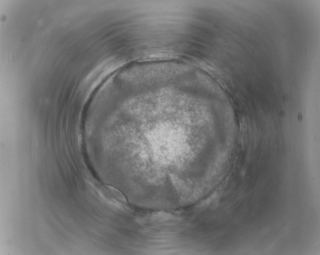 X0000078300290200611251515