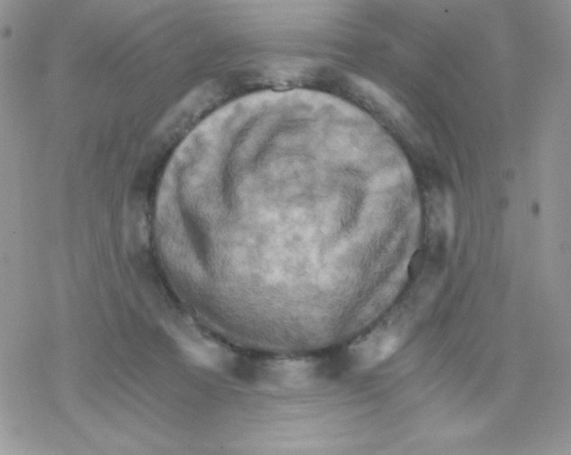 X0000078300313200611251515