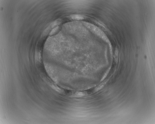 X0000078300330200611251515