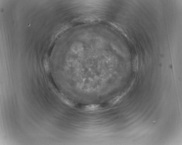 X0000078300335200611251515