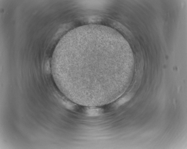 X0000078300336200611251515