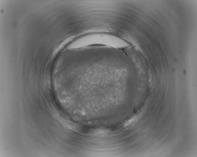 X0000078300348200611251514