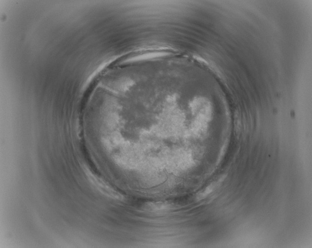 X0000078300351200611251514