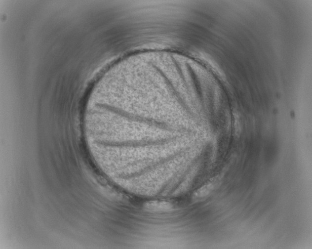 X0000078300354200611251514