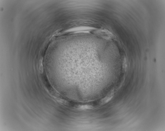 X0000078300360200611251514