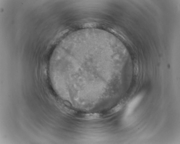 X0000078300363200611251514