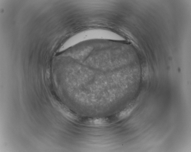 X0000078300365200611251514