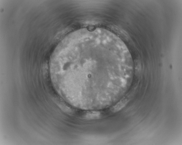 X0000078300369200611251514