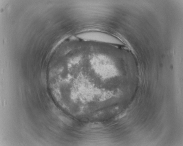 X0000078300386200611251514