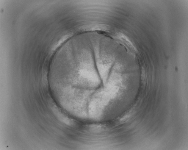 X0000078300394200611251514