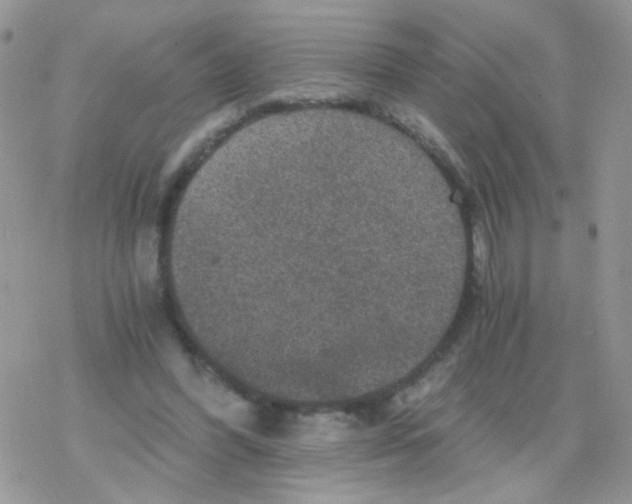 X0000078300396200611251514