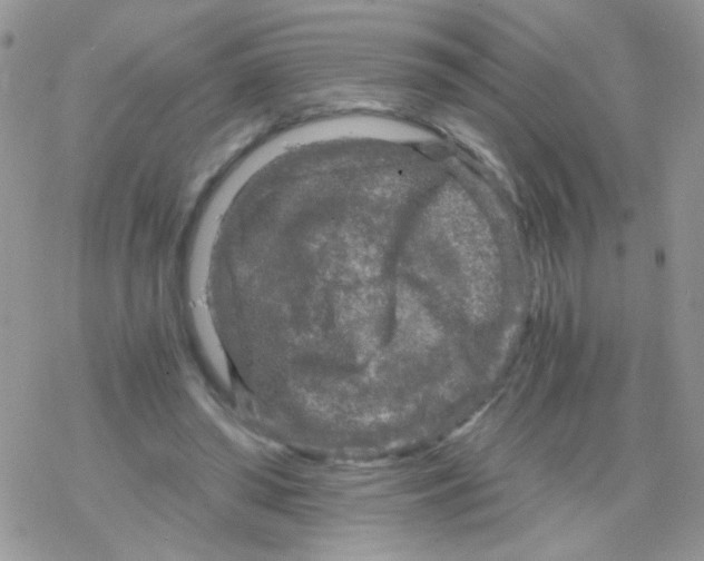 X0000078300398200611251514