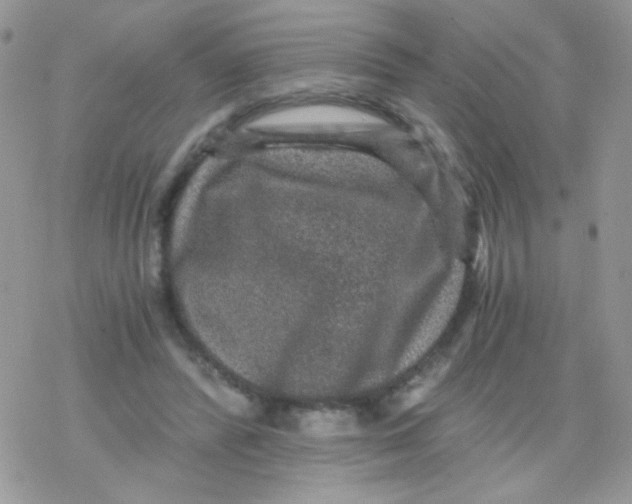 X0000078300400200611251513