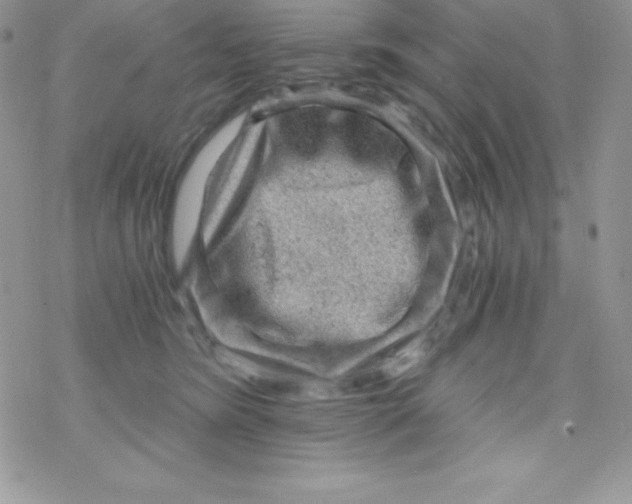 X0000078300420200611251513