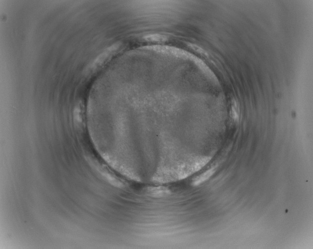 X0000078300424200611251513