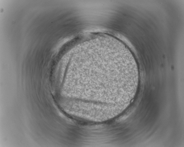 X0000078300433200611251512