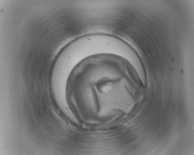 X0000078300434200611251512