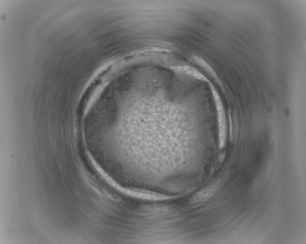 X0000078300435200611251512